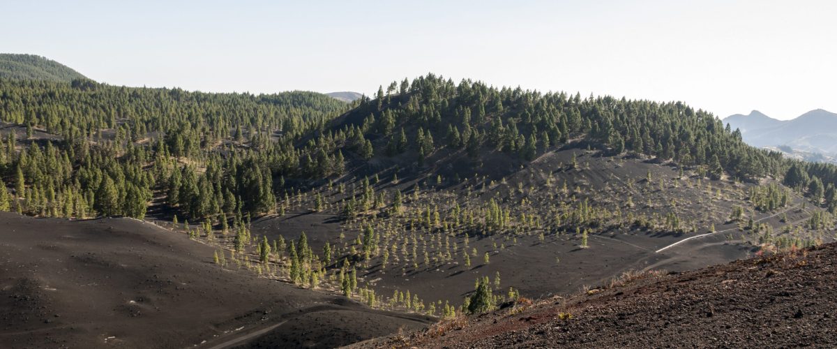 mountain-forest-volcanic-soil